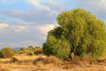 Pirul or Pink peppercorn tree III