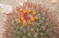 Mexican lime cactus, Ferocactus pilosus, Chihuahuan Desert Mexico Royalty Free Stock Photo