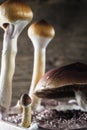 The Mexican magic mushroom is a psilocybe cubensis, whose main active elements are psilocybin and psilocin - Mexican Royalty Free Stock Photo