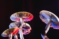 The Mexican magic mushroom is a psilocybe cubensis, whose main active elements are psilocybin and psilocin - Mexican Psilocybe Royalty Free Stock Photo