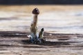 Mexican magic mushroom is a psilocybe cubensis, whose main active elements are psilocybin and psilocin - Mexican Psilocybe Royalty Free Stock Photo