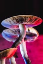 The Mexican magic mushroom is a psilocybe cubensis, whose main active elements are psilocybin and psilocin - Mexican Psilocybe Royalty Free Stock Photo