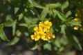 Mexican marigold Royalty Free Stock Photo