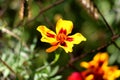 Mexican marigold or Tagetes erecta herbaceous plant with open flower made of bright red and yellow petals planted in home garden Royalty Free Stock Photo