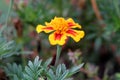 Mexican marigold or Tagetes erecta single herbaceous annual plant with fully open blooming flower made of bright red and yellow Royalty Free Stock Photo