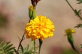 Mexican marigold or Tagetes erecta plant with large flowerhead filled with dense bright yellow petals surrounded with flower buds Royalty Free Stock Photo