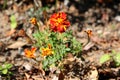 Mexican marigold or Tagetes erecta single plant with flowers made of bright red and yellow petals on green and brown leaves backgr Royalty Free Stock Photo