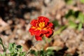 Mexican marigold or Tagetes erecta single plant with flowers made of bright red and yellow petals planted in local garden Royalty Free Stock Photo