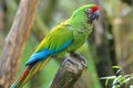 Mexican military macaw Royalty Free Stock Photo