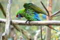 Mexican military macaw