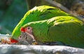 Mexican Military Macaw