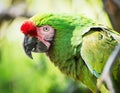 Mexican military macaw portrait