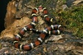 Mexican Milksnake, lampropeltis triangulum annulata, Adult standing on Stump