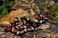 Mexican Milksnake, lampropeltis triangulum annulata, Adult standing on Stump Royalty Free Stock Photo