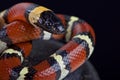 Mexican milksnake (Lampropeltis triangulum annulata) Royalty Free Stock Photo