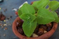 Mexican mint it is commonly know as Ayurveda medicine