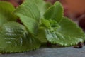 Mexican mint it is commonly know as Ayurveda medicine