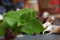 Mexican mint it is commonly know as Ayurveda medicine