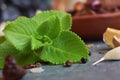 Mexican mint it is  commonly know as Ayurveda medicine Royalty Free Stock Photo