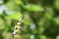 Mexican mint flower blooming and bokhe background