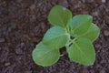 Mexican mint it is  used for Ayurveda medicine Royalty Free Stock Photo