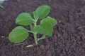 Mexican mint it is  used for Ayurveda medicine Royalty Free Stock Photo