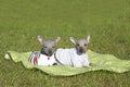 Mexican naked puppies. Xoloitzcuintli . Two puppies are lying on the lawn.
