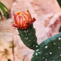 Mexican nopal flower