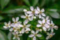 Mexican orange blossom Choisya ternata White Dazzler, close-up of flowers Royalty Free Stock Photo