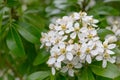 Mexican orange blossom Choisya ternata, close-up of star-shaped white flowers Royalty Free Stock Photo