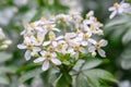 Mexican orange blossom Choisya ternata White Dazzler, close-up of flowers