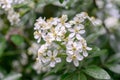 Mexican orange blossom Choisya ternata White Dazzler, cluster of flowers Royalty Free Stock Photo