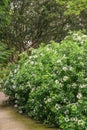 Mexican orange blossom Choisya ternata White Dazzler, flowering shrubs Royalty Free Stock Photo