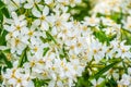 Mexican orange blossom flowers in macro closeup, White aromatic flowering plant from Mexico, Popular tropical cultivated shrub, Royalty Free Stock Photo