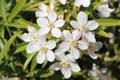 Mexican orange blossom flowers Royalty Free Stock Photo