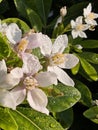 Mexican orange blossom (Choisya ternata) Royalty Free Stock Photo