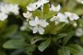 Mexican orange Choisya ternate Royalty Free Stock Photo