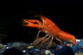 Mexican Orange Crayfish