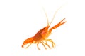 Mexican Orange Crayfish