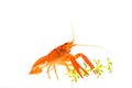 Mexican Orange Crayfish