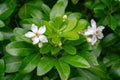 Mexican Orange plant with white blossoms