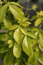 Mexican orange Sundance Royalty Free Stock Photo