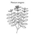 Mexican oregano Lippia graveolens , medicinal plant