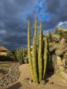 Mexican Organ Pipe Cactus and Joshua Tree in Arizona Xeriscaping