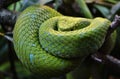 Mexican Palm Pit Viper - Rowley`s Palm Pit Viper Bothriechis rowleyi Royalty Free Stock Photo