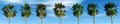 Mexican palm trees against the sky, tropical panorama