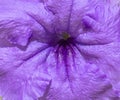 Mexican Petunia Background