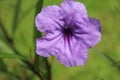 The Mexican petunia flower from Indonesia