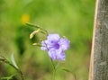 Mexican Petunia flower : Ruellia Simplex