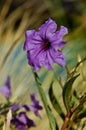 Mexican Petunia (Ruellia brittoniana)